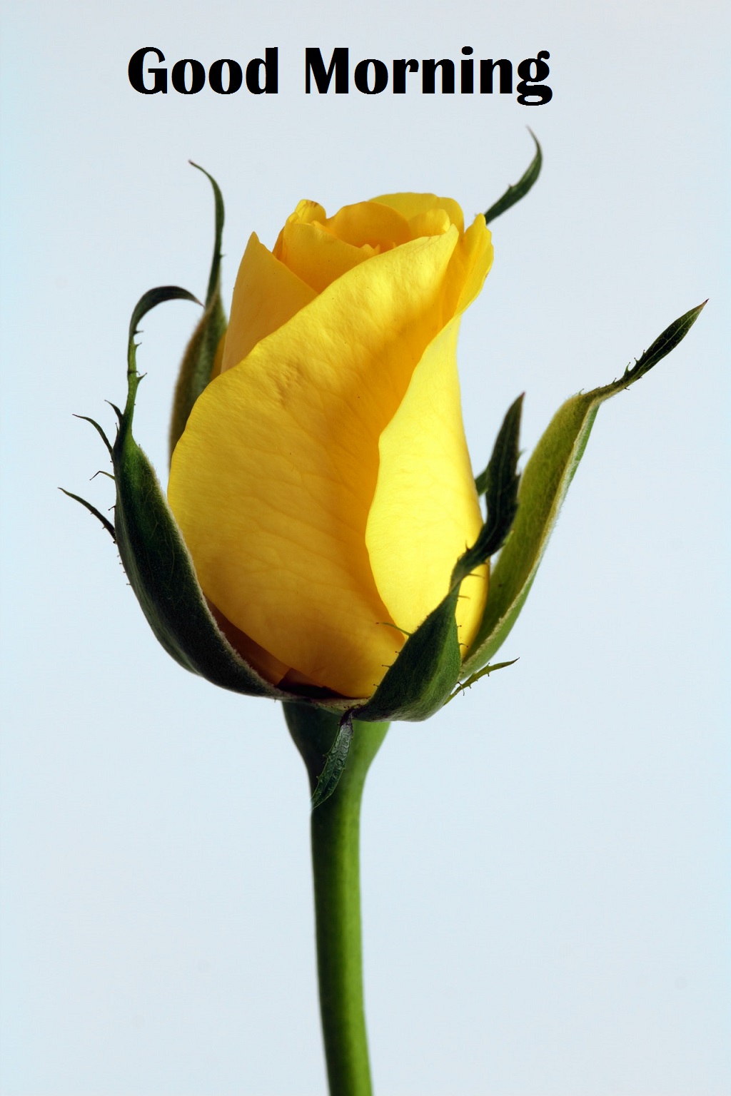 yellow rose-close-up-pictures