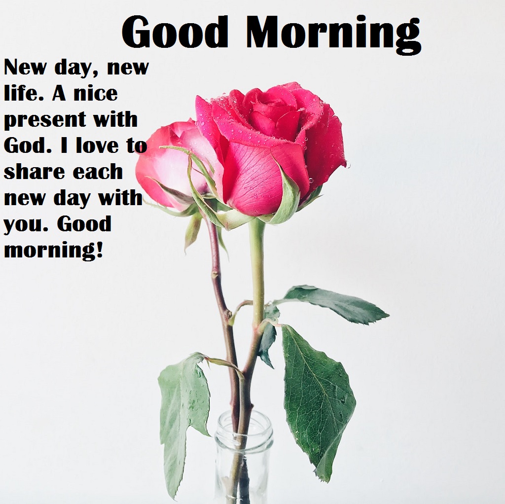 pink-rose-good-morning-images-for-whatsapp
