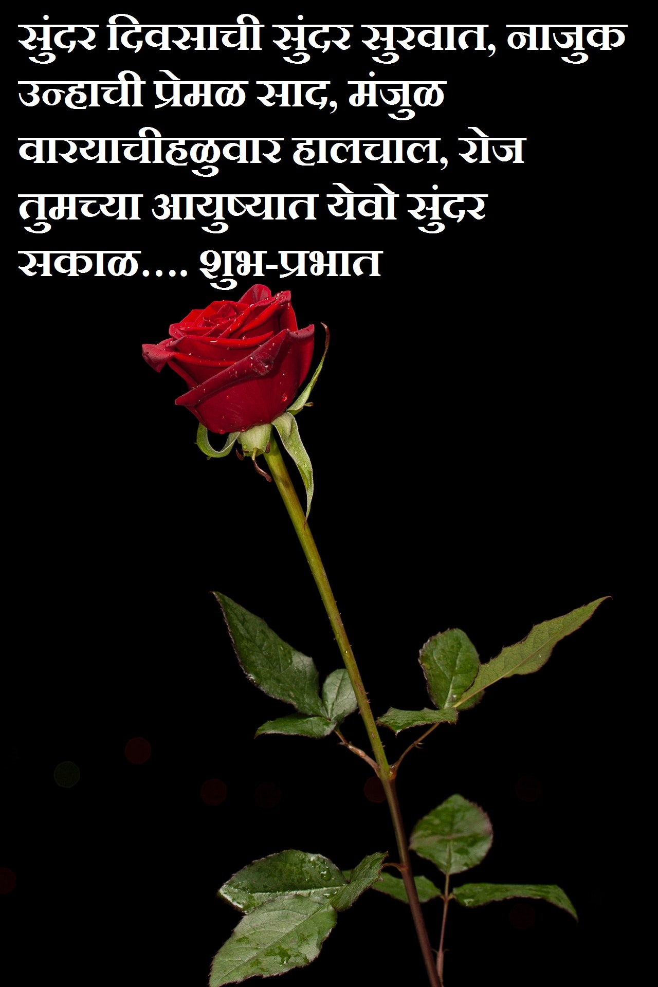 red-rose-with-good-morning-sms