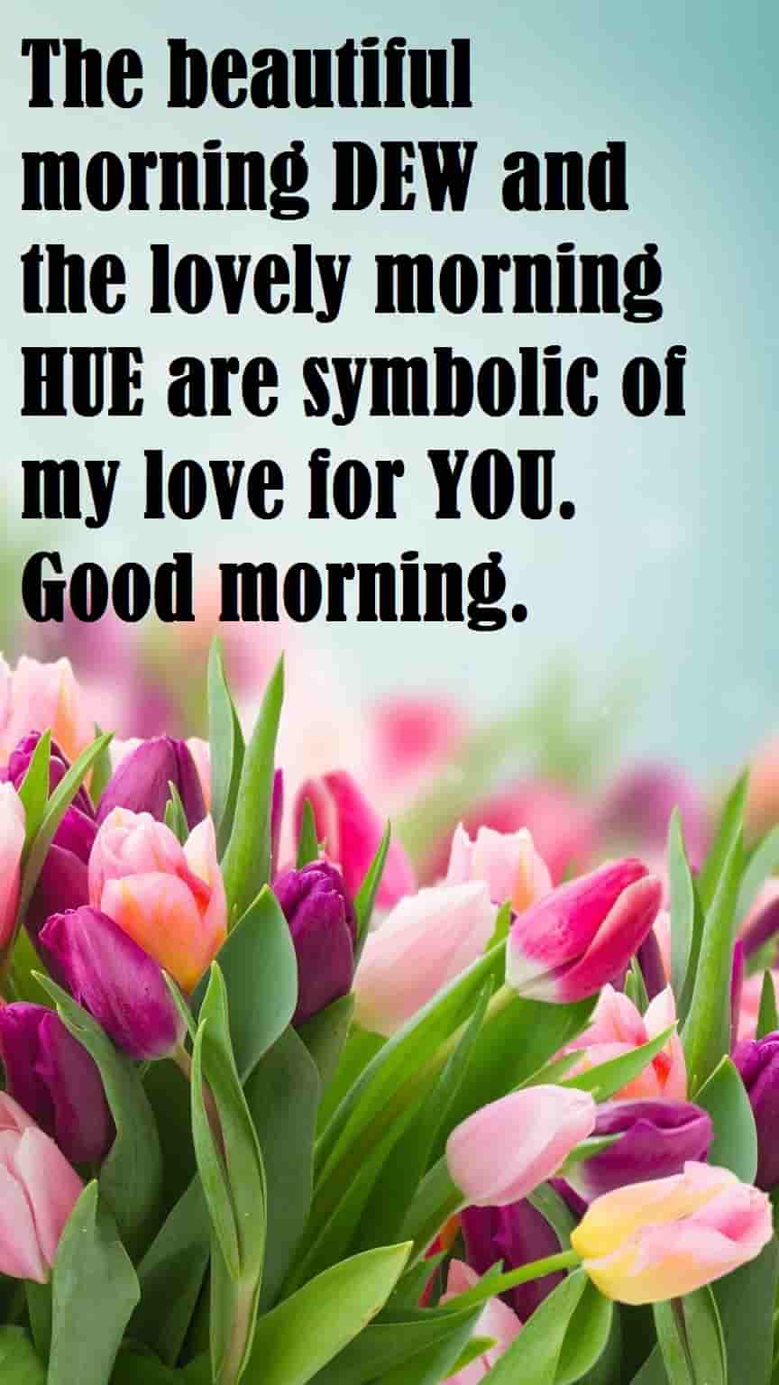 fresh tulip flower with morning love messages