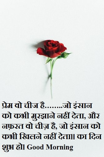 red-rose-and-morning-quotes-in-hindi