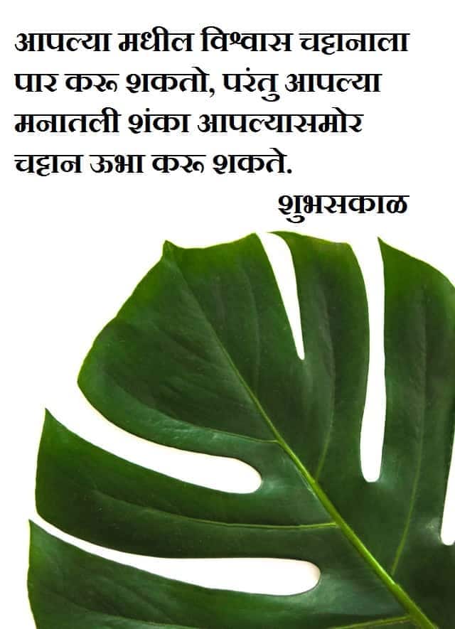 tree green leaf with morning msg