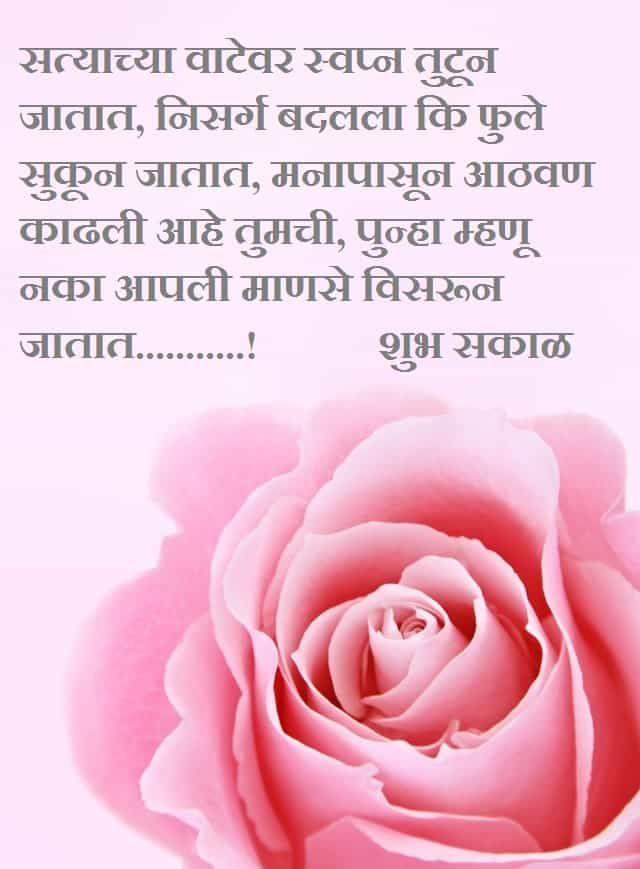 pink rose with morning message in marathi
