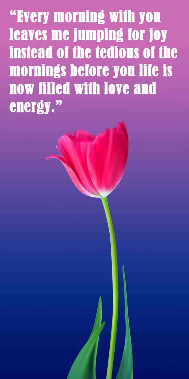 one pink tulip with morning quotes