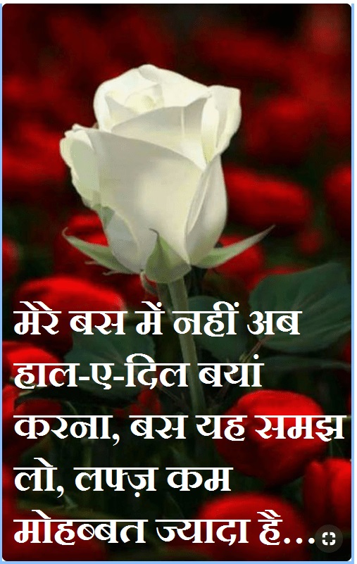 good images with white rose pic